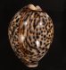 ホシダカラ(ハルマヘラ) Cypraea tigrisfig.1