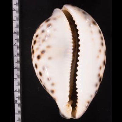 ホシダカラ Cypraea tigrisfig.2