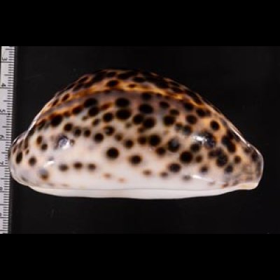 ホシダカラ Cypraea tigrisfig.3