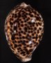 ホシダカラ Cypraea tigrisfig.1