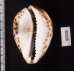 ホシダカラ Cypraea tigrisfig.2