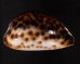 ホシダカラ Cypraea tigrisfig.3