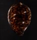 ホシダカラ Cypraea tigrisfig.1