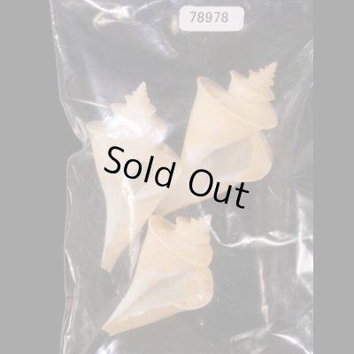 チマキボラ 特価 Thatcheria mirabilisfig.1