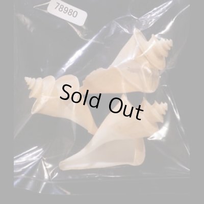 チマキボラ 特価 Thatcheria mirabilisfig.1