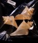 チマキボラ 特価 Thatcheria mirabilisfig.1