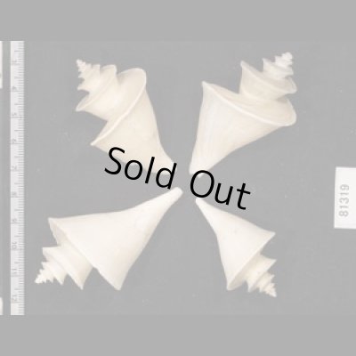 画像2: チマキボラ SALE!