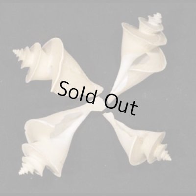 画像1: チマキボラ SALE!