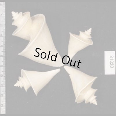 画像2: チマキボラ SALE!