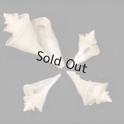 画像1: チマキボラ SALE!