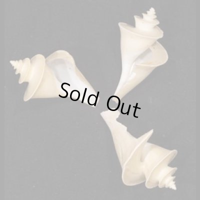 画像1: チマキボラ SALE!