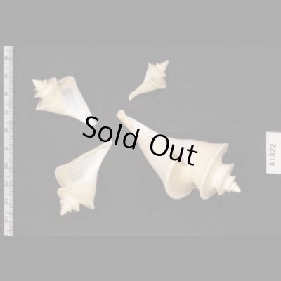 画像1: チマキボラ SALE!