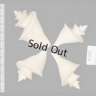 画像2: チマキボラ SALE!