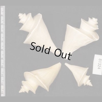 画像2: チマキボラ SALE!