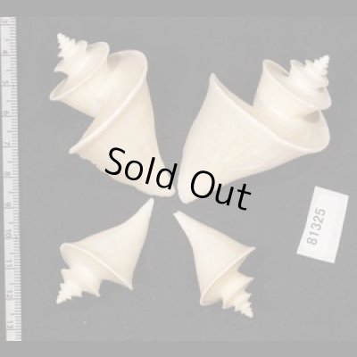 画像2: チマキボラ SALE!