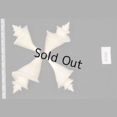 画像2: チマキボラ SALE!