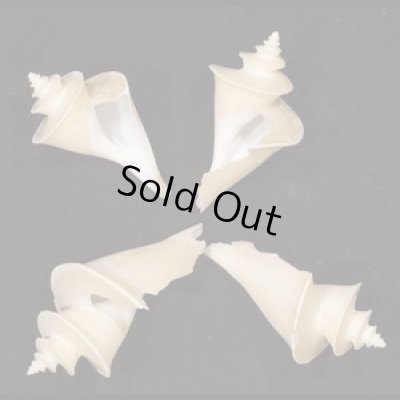 画像1: チマキボラ SALE!