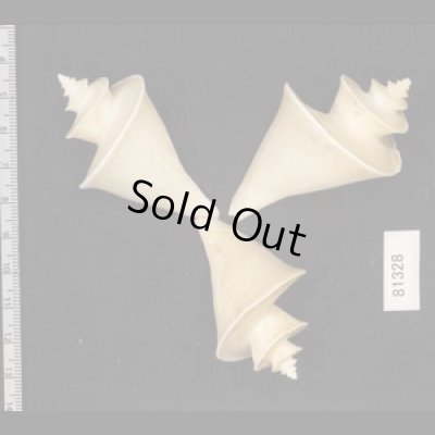 画像2: チマキボラ SALE!