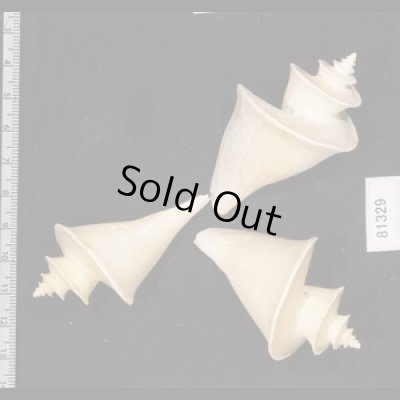 画像2: チマキボラ SALE!