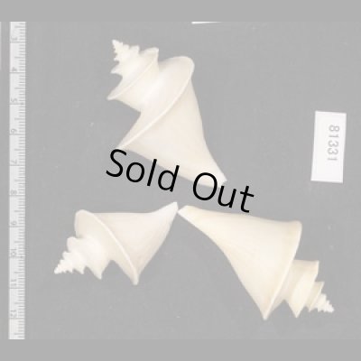 画像2: チマキボラ SALE!