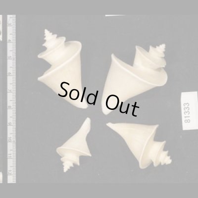 画像2: チマキボラ SALE!