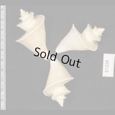 画像2: チマキボラ SALE!