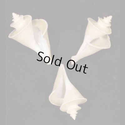 画像1: チマキボラ SALE!