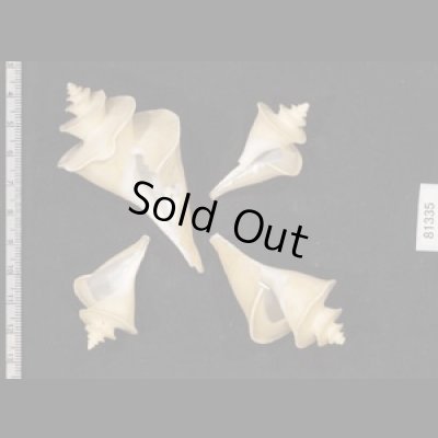 画像1: チマキボラ SALE!