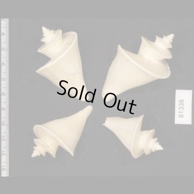 画像2: チマキボラ SALE!