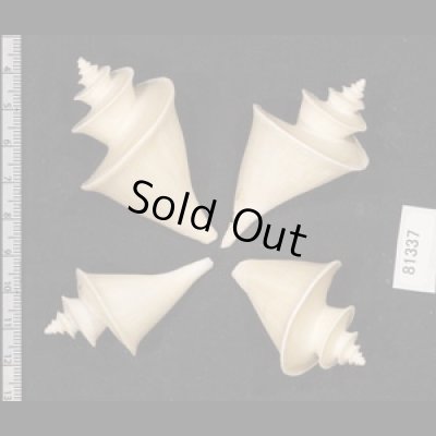 画像2: チマキボラ SALE!