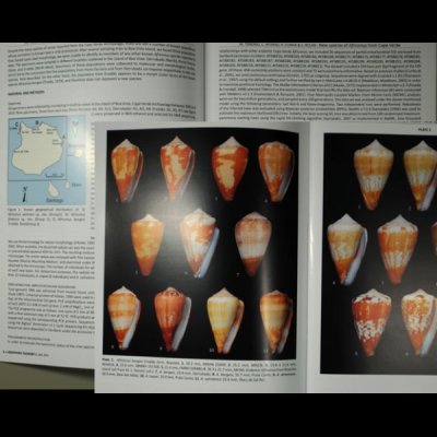 ゼノホラ・タクソノミー 2 Xenophora Taxonomy 2fig.2