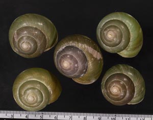 インドネシアミドリマイマイ (仮称)
