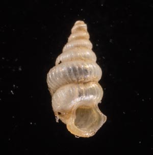 カリマンタンクチトガリゴマガイ （仮称）