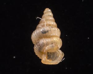 カリマンタンクチトガリゴマガイ （仮称）
