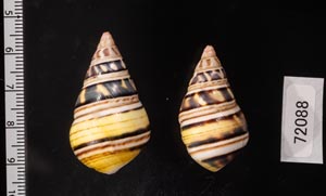 Liguus fasciatus achatinusコシオビイトヒキマイマイ - 美貝 BIGAI