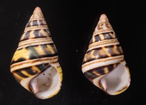 Liguus fasciatus achatinusコシオビイトヒキマイマイ - 美貝 BIGAI