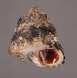 コシダカガンガラ Omphalius rusticusfig.1