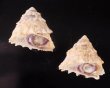 ウラウズガイ Astraea haematragafig.1