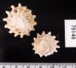 ウラウズガイ Astraea haematragafig.2