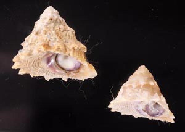 ウラウズガイ Astraea haematragafig.1