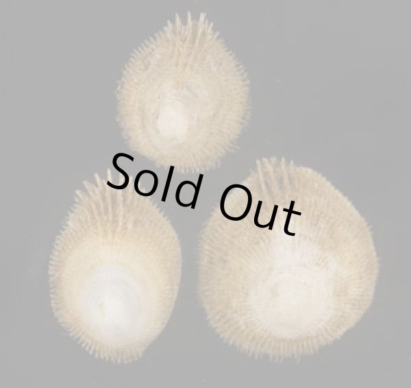 画像1: スズメガイ (1)