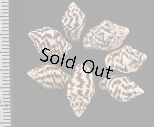 画像2: フトコロガイ 懐貝 (2)