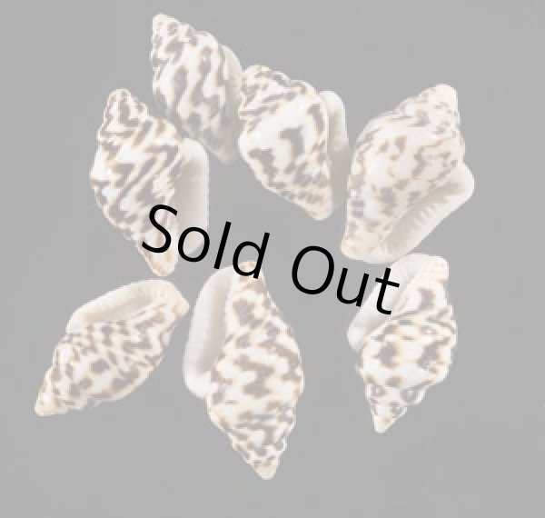 画像1: フトコロガイ 懐貝 (1)