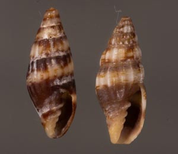 ヒゼンツクシ Pusia inermisfig.1