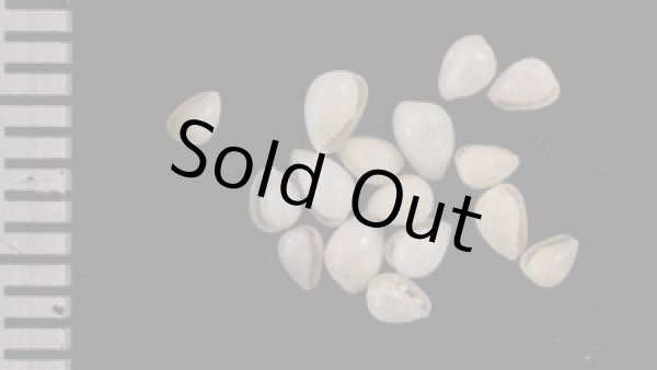 画像1: ツユダマガイ 露玉貝 (1)