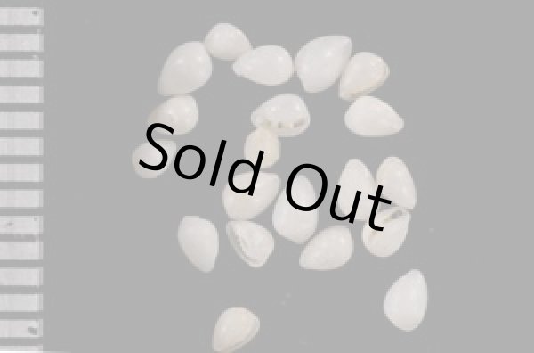 画像1: ツユダマガイ 露玉貝 (1)