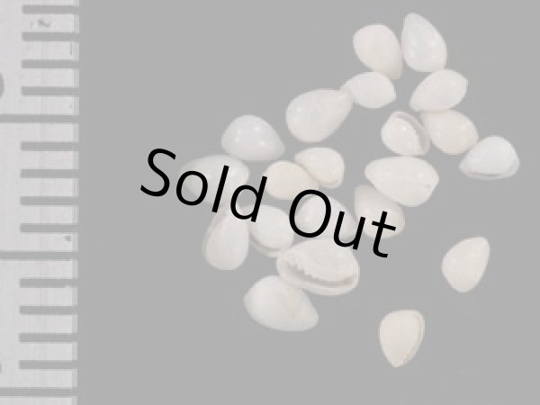 画像1: ツユダマガイ 露玉貝 (1)