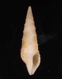 Japanese Seashells - 美貝 BIGAI (Page 2)
