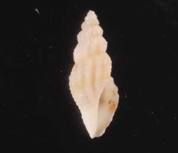 スソチャマンジ cf. Guraleus cf. deshayesiifig.1