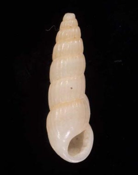 チョウジガイ Mormula philippianafig.1